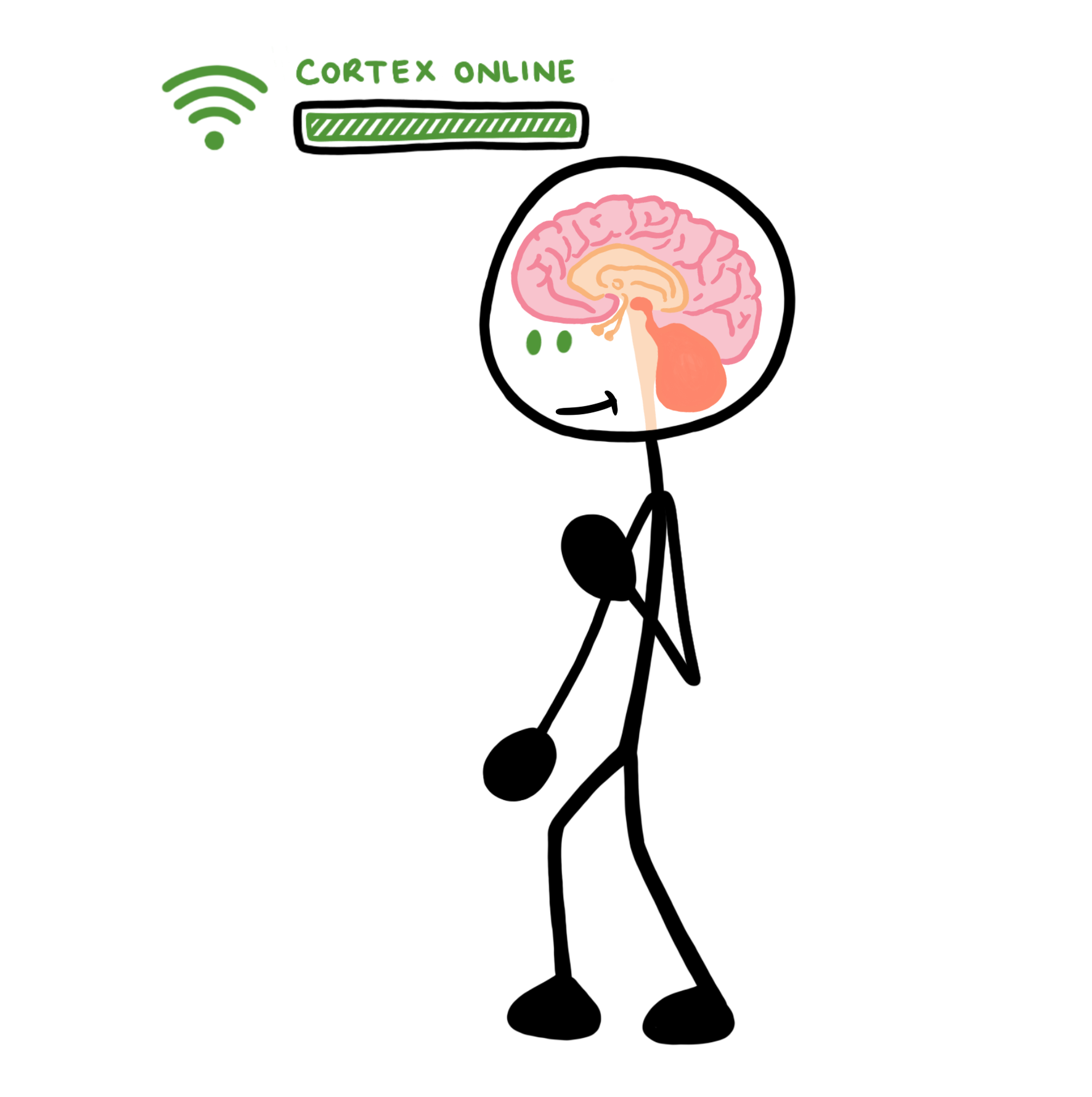 adult-brain